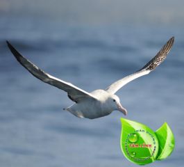 BỆNH TIỂU ĐƯỜNG LIÊN QUAN ĐẾN SINH MỆNH